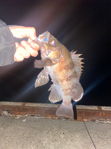 メバルの釣果