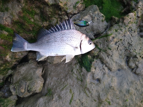 ホシミゾイサキの釣果