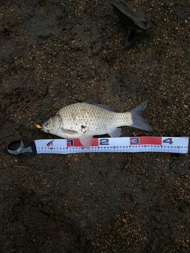 ヘラブナの釣果