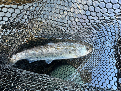 ヤマメの釣果