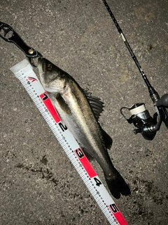 スズキの釣果