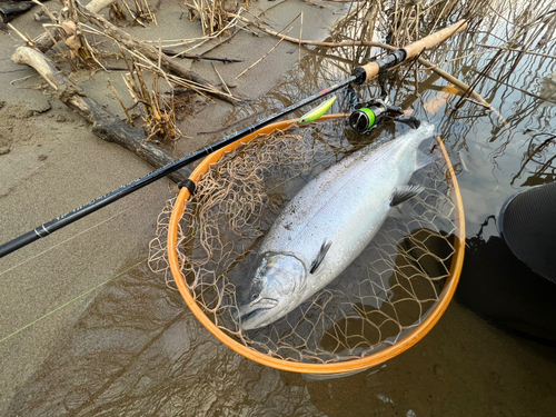 サクラマスの釣果