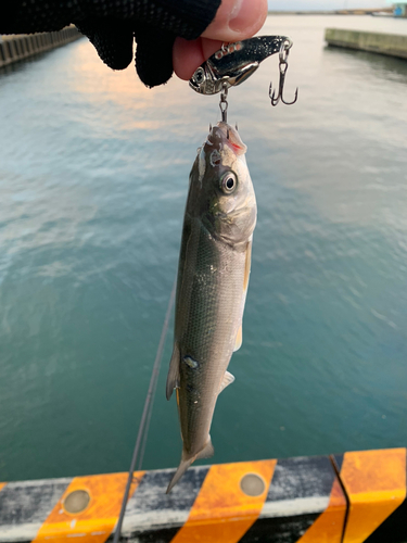 ウグイの釣果