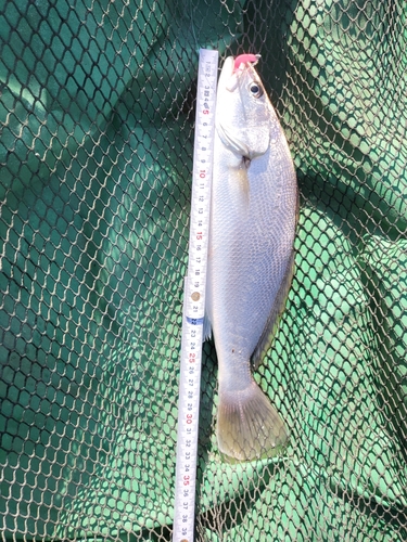 イシモチの釣果