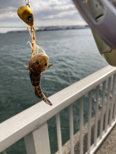 ハゼの釣果