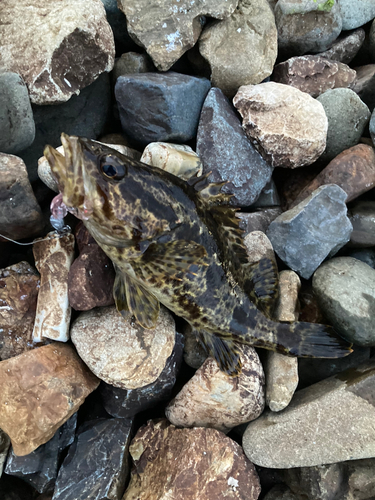 タケノコメバルの釣果