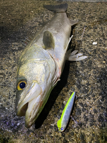 マルスズキの釣果