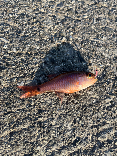 クロホシイシモチの釣果