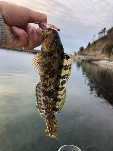 アイナメの釣果