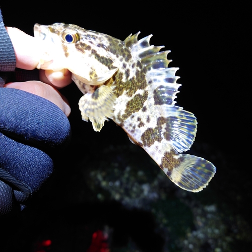 タケノコメバルの釣果