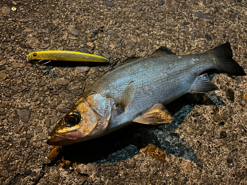 セイゴ（ヒラスズキ）の釣果