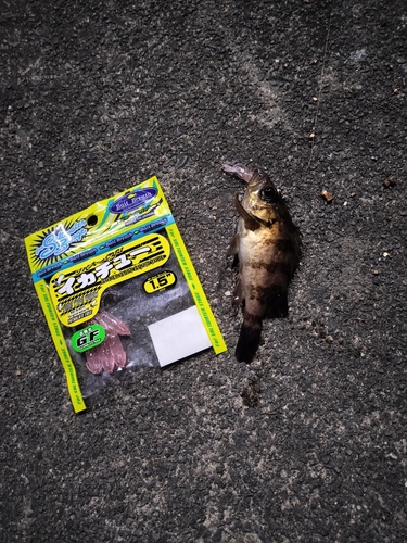 アオメバルの釣果