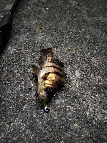 アオメバルの釣果