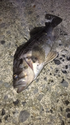 クロソイの釣果