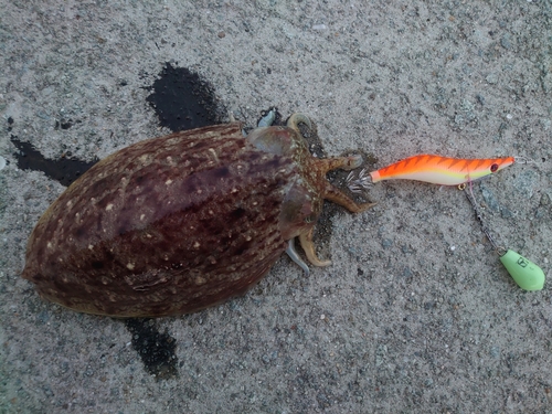 コウイカの釣果