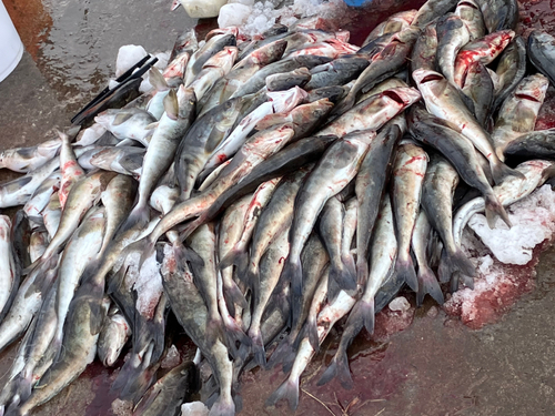 ホッケの釣果