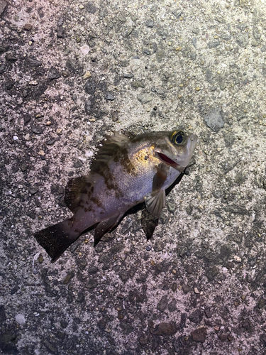 メバルの釣果