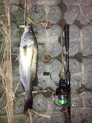 シーバスの釣果