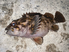 オウゴンムラソイの釣果