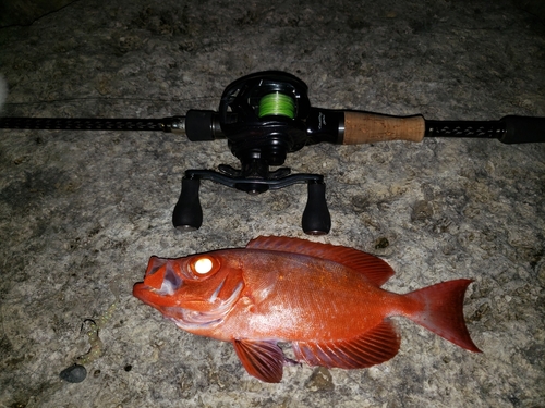 キントキダイの釣果