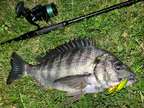 チヌの釣果