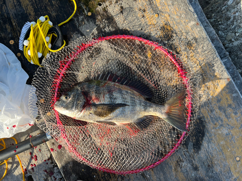 チヌの釣果