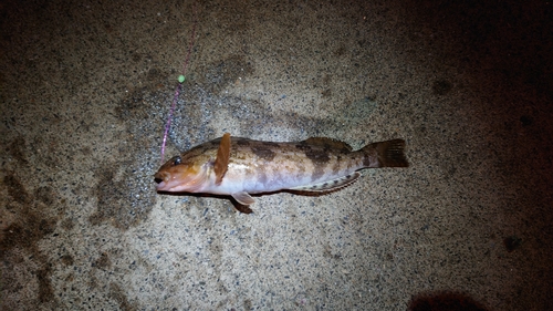 アイナメの釣果