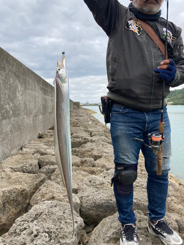 タチウオの釣果