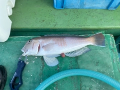 シロアマダイの釣果