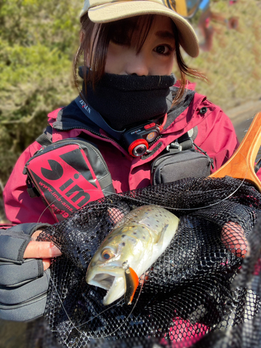 ブラウントラウトの釣果