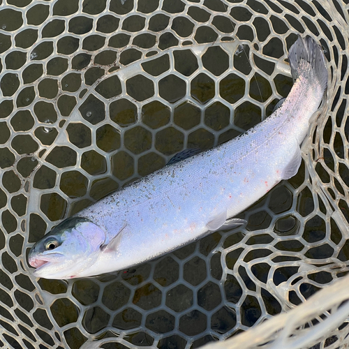 ニジマスの釣果