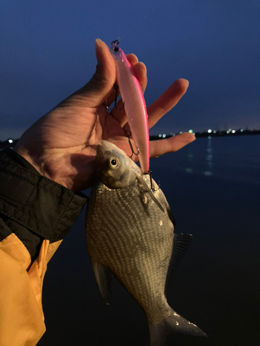 ダントウボウの釣果