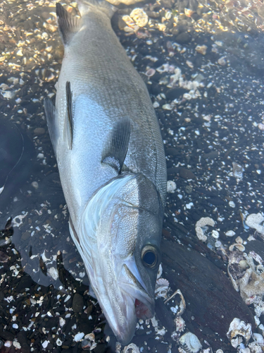 ヒラスズキの釣果