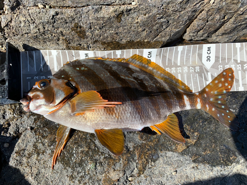 タカノハダイの釣果