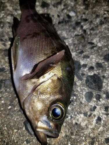 メバルの釣果