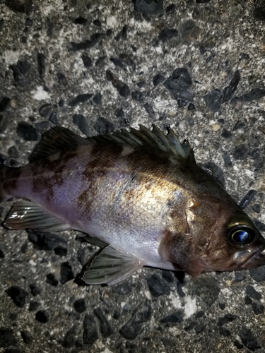 メバルの釣果