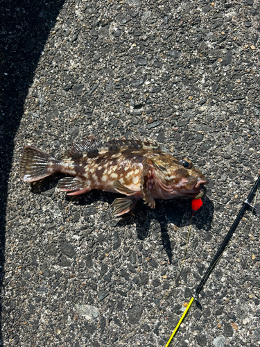 タケノコメバルの釣果