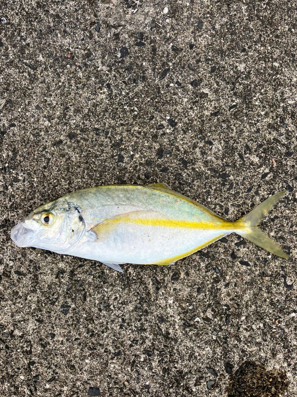 シマアジ