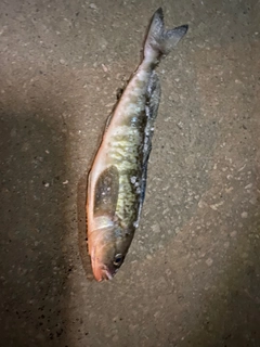 ホッケの釣果