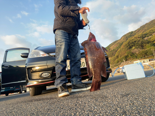 コブダイの釣果