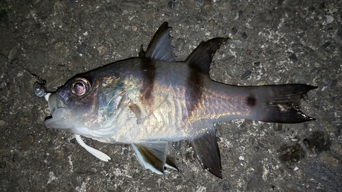 ヨコスジイシモチの釣果