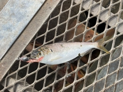 コノシロの釣果