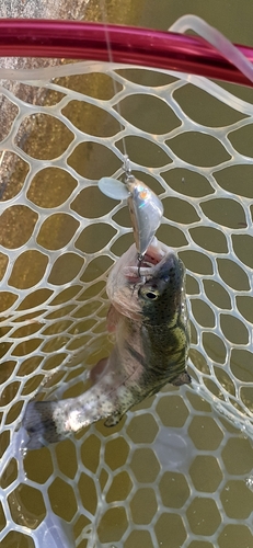 ニジマスの釣果