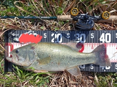 ラージマウスバスの釣果