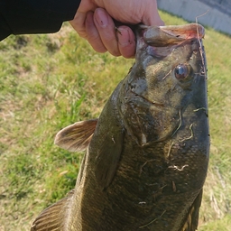 スモールマウスバス