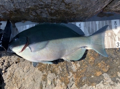 オナガグレの釣果