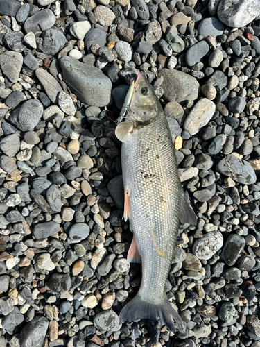 ウグイの釣果