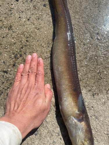 クロアナゴの釣果