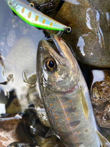 アマゴの釣果