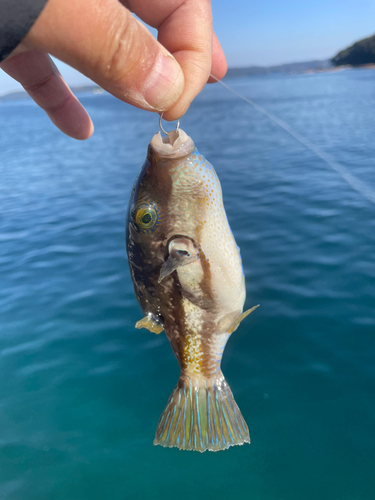 キタマクラの釣果